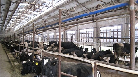 负压通风降温对畜牧养殖业的贡献